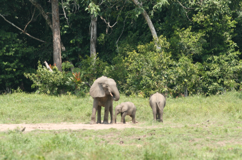 African Elephant Family in Rainforest Clearing