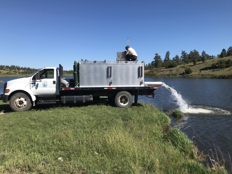 A large fish stocking truck with a metal tank on the back is backed up the edge of a large lake. A pipe stick out from the end of the tank with water - and fish - shooting out through the air and into the water. An employee is knelt down on top of the stocking tank looking into the tank with a broom to make sure all of the trout make it out of the tank and into the lake. Green grass surrounds the truck and a cloudless clear blue sky is above the truck.