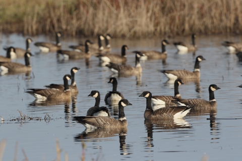Brown geese with black necks and white cheek patches in a wetland; dry brown vegetation in the background.