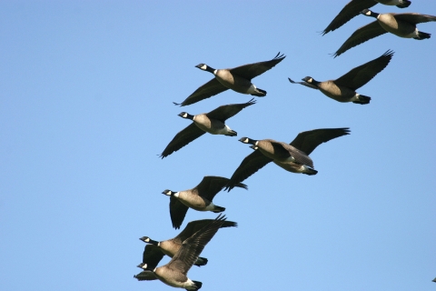 Geese flying in group in the sky