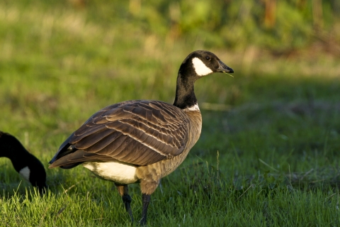 A brown goose with black neck and a white cheek patch standing in green grassland.