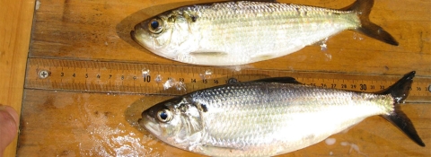 Alewife and blueback herring from the Connecticut River