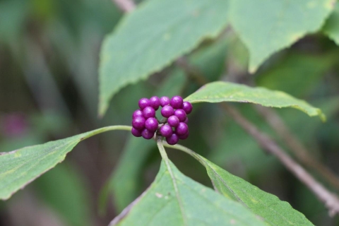 An image of American Beautyberry bearing its bright purple berries.