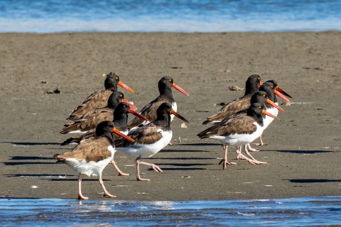 A group of American oystercatchers standing on the beach