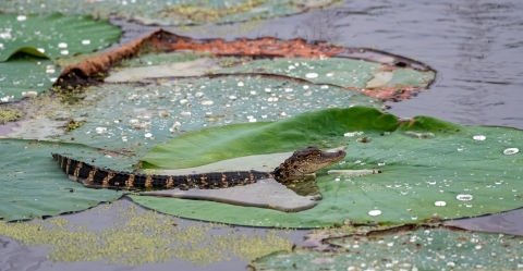a juvenile alligator rests on a lily pad