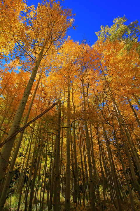 A view of fall aspen from the ground up. The leaves are orange and yellow