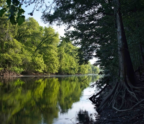 Waterway bordered by trees