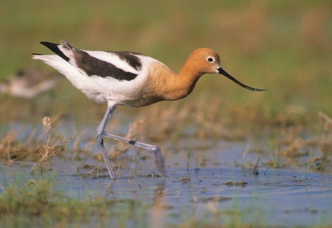 American avocet wading in wetland