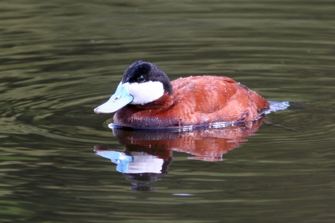 Male ruddy duck in bright breeding plumage, swimming in a pond. 