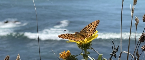 Photo of Behren's silverspot butterfly