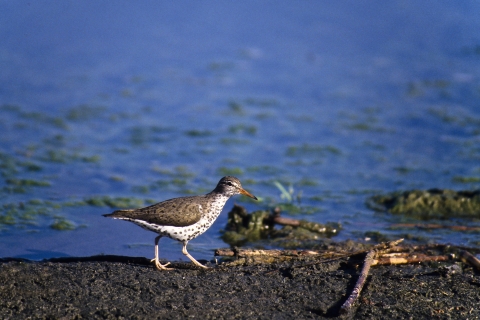 spotted sandpiper walking along edge of wetland