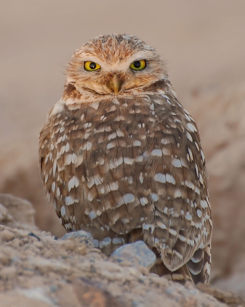 A small owl with yellow eyes and brown-and-white speckled feathers stands on a rocky slope.