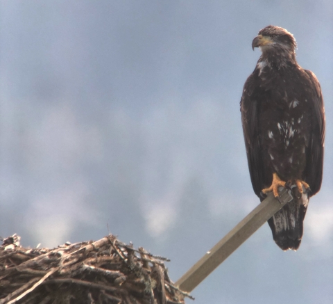 Juvenile bald eagle with mostly brown feathers and a few spots of white feathers, perches on top of a wood post next to a large nest made of woody debris
