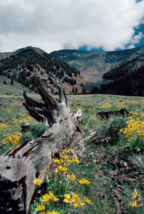 a dead log surrounded by yellow flowers and mountains in the background