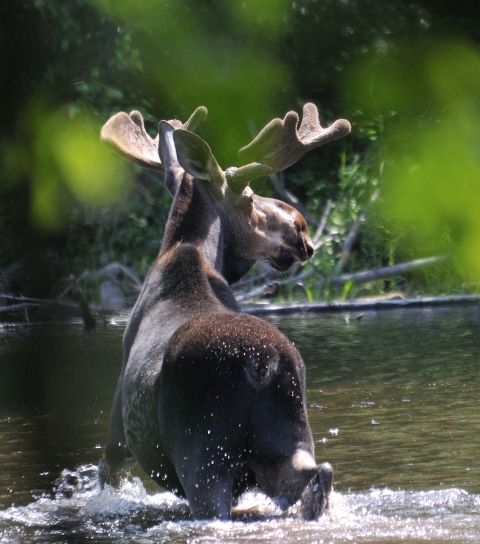 Moose wading a pond