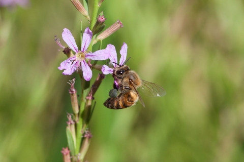 Bee Pahranagat NWR