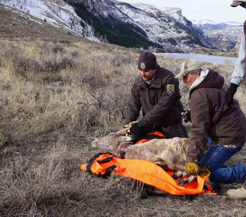 Releasing a collared ewe bighorn sheep on the Wind River Reservation