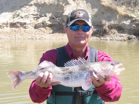 Wind River sauger