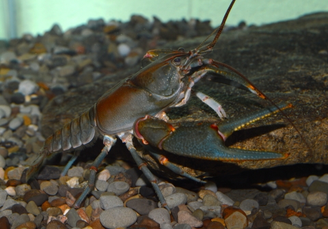 A rust colored crayfish at the bottom of an aquarium tank