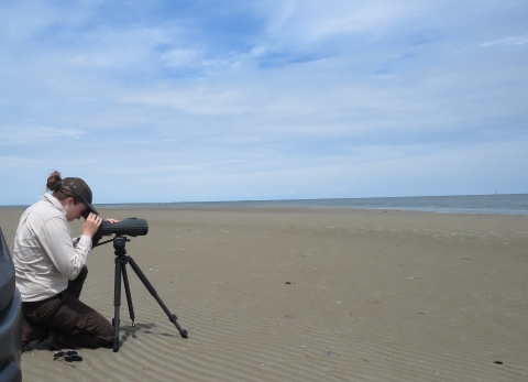 A biologist kneeling in the sand as they look through a spotting cope toward the ocean