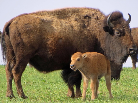 Bison calf and mother standing in spring prairie grass