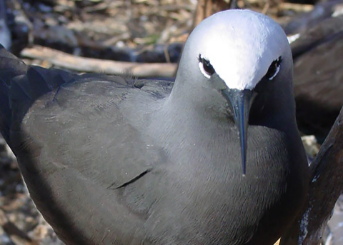 A black noddy sits on its nest. It has a grey head and black body.