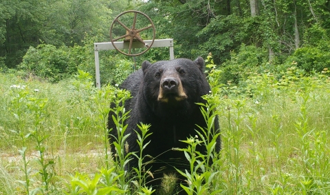 A black bear, front and center, stares straight into the camera lens. Flowering vegetation surrounds the bear in the foreground. Dense forest in the background. A mechanical wheel can be seen behind the bear; a component of a water control structure.