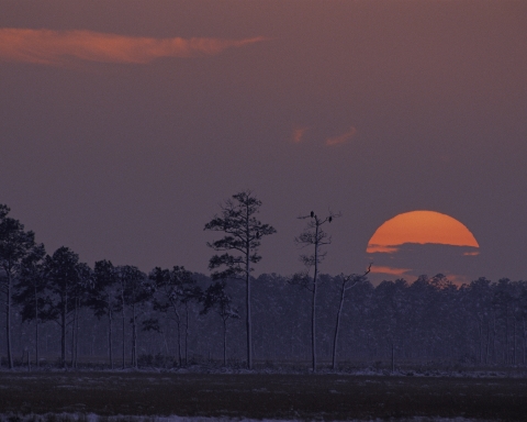 The sun begins to disappear behind the tree line on the horizon on a wintry day. Light snow is visible on the ground and in the trees, mostly loblolly pines. Two birds of prey are visible near the top of one of the trees against the purplish sky. 