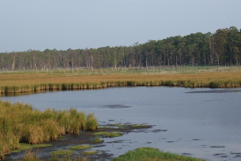 A mixture of open water and marsh grass is visible to the front of this image. A forested area of mostly loblolly pine is visible on the horizon line. Many of the trees nearer the marsh appear to be dead or dying. 