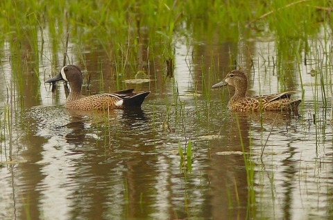 Blue-winged teal hen and drake pair in a wetland. 