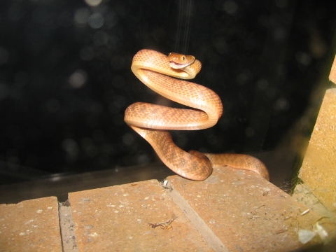 photo of brown tree snake coiled on a brick paver