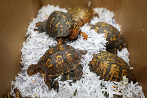 Five turtles in a box