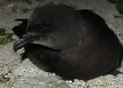 A Bulwer's petrel sits on the sand. It has a black body.