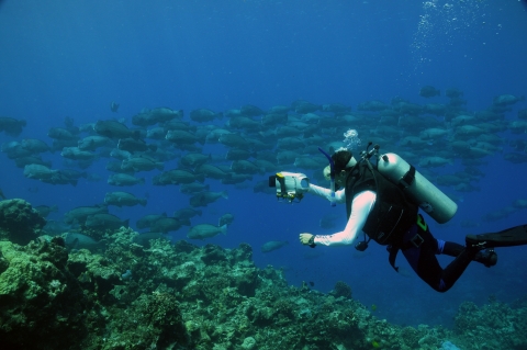A diver swims next to a school of fish. He has a camera in hand. 