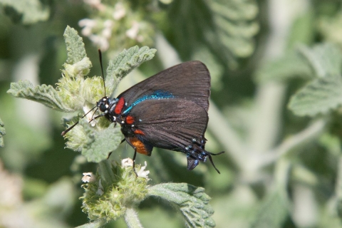 Butterfly Pahranagat NWR