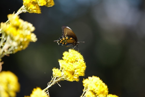 Butterfly Pahranagat NWR