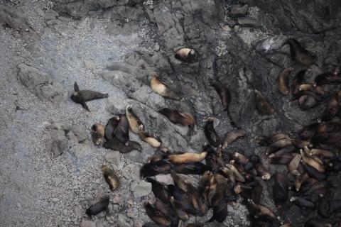 California Sea Lions Hauled Out on the Bodelteh Islands
