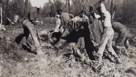 Black and white photo of five African American men working to remove a large tree stump.