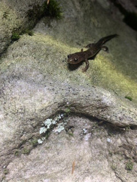 A small salamander on a rock