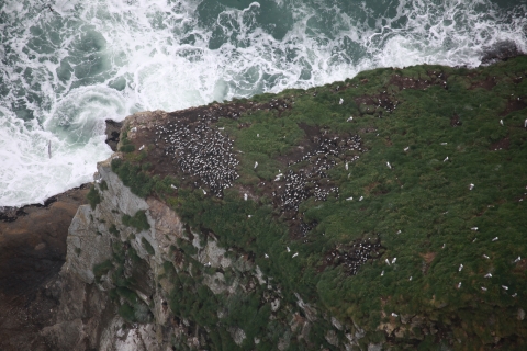 Cake Rock, Quillayute NWR