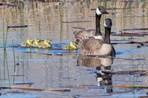 Canada Goose Family Pahranagat NWR