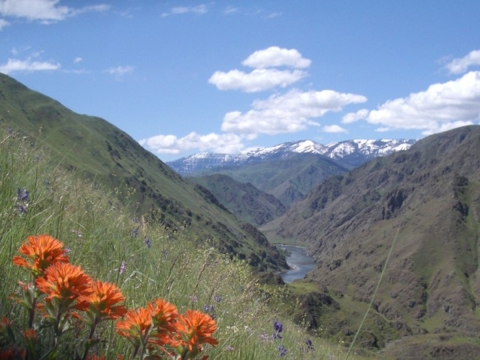 Bright orange flower in bloom with a rover and mountain range in the background