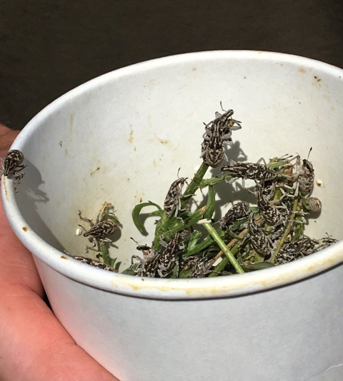 A container full of knapweed root boring weevils. 