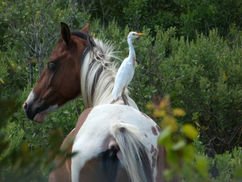 A cattle egret standing on the back of a pony
