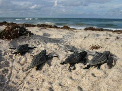 An image of baby sea turtles emerging from their nest walking towards the ocean.