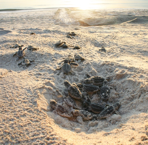 An image of turtles hatching at sunrise.