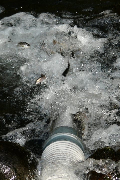 coho being released into Eagle Creek