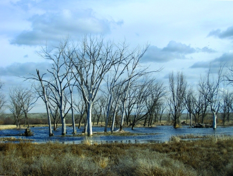 Flooded trees in a wetland