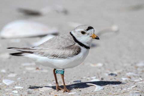 A banded piping plover (Charadrius melodus) on Holgate unit at Edwin B. Forsythe National Wildlife Refuge.