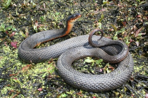 Copperbellied water snake on ground